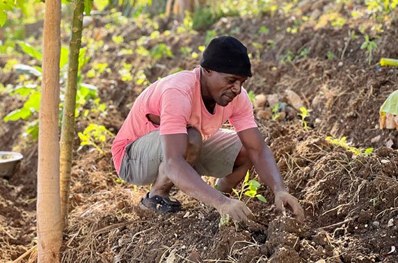 farming in haiti