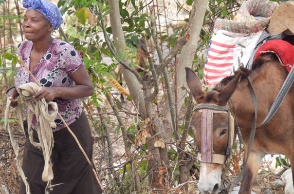 rooster in haiti